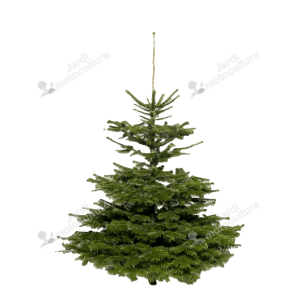 Sapin Nordmann Naturel 175-200cm