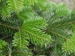 Sapin Nordmann Naturel 175-200cm