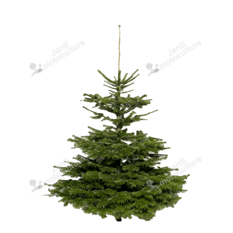Sapin Nordmann Naturel 175-200cm