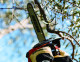 Elagueuse ECHO CS 280TES