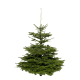 Sapin Nordmann Naturel 175-200cm