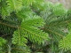 Sapin Nordmann Naturel 175-200cm